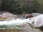 Wilsons Creek 77